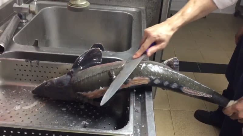 cách nấu cá tầm